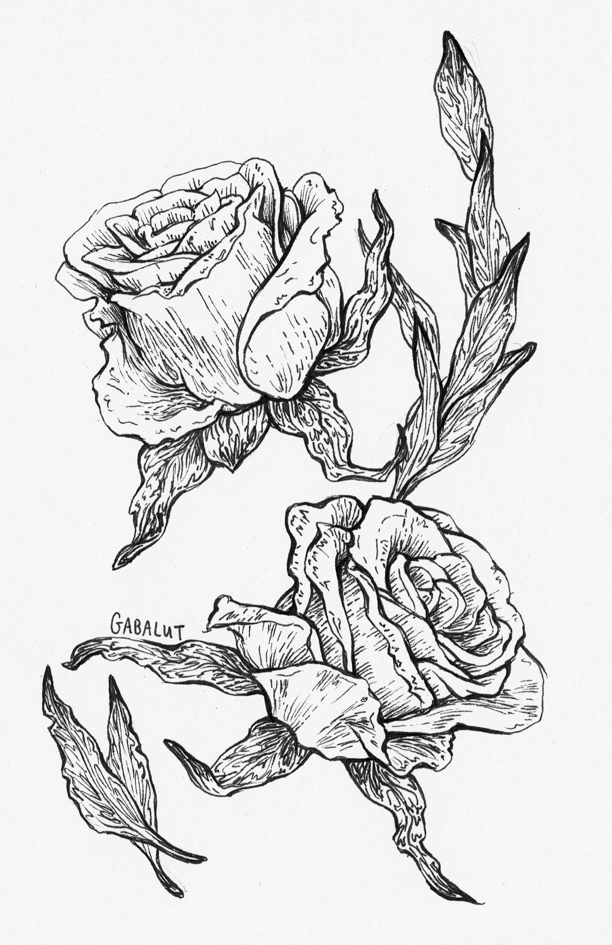 20170816_roses4.jpg