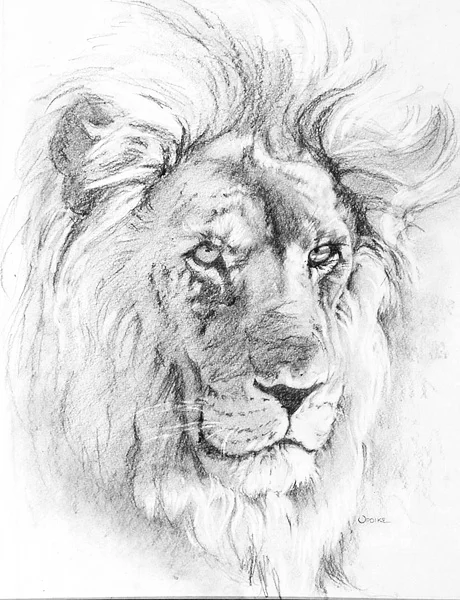 600.Lion.jpg
