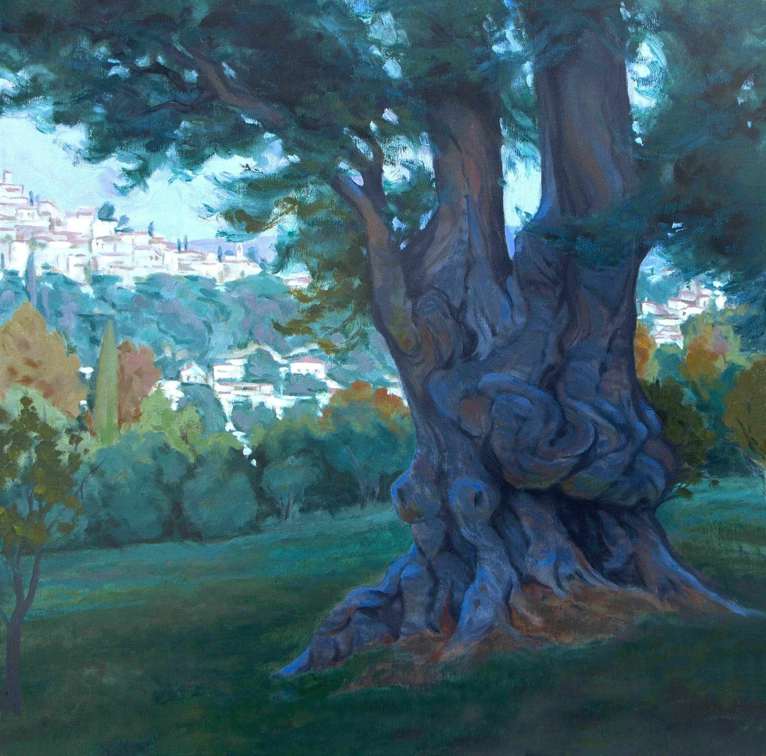 Ancient Olive - Southern France