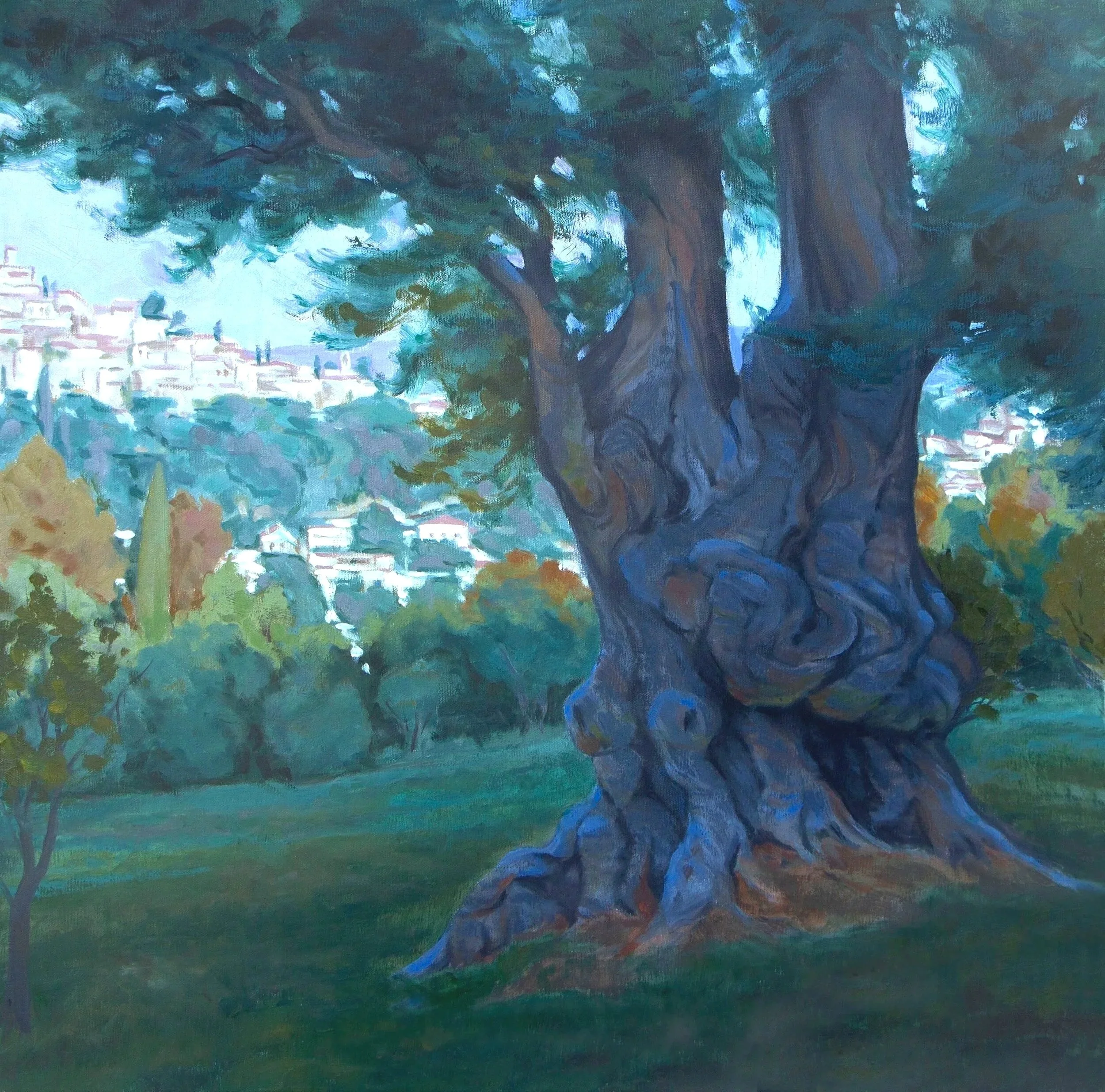 Ancient Olive - Southern France