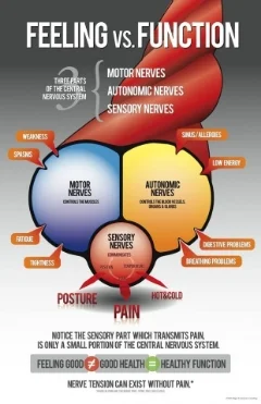 Chiropractic_Nerve_Poster.jpg
