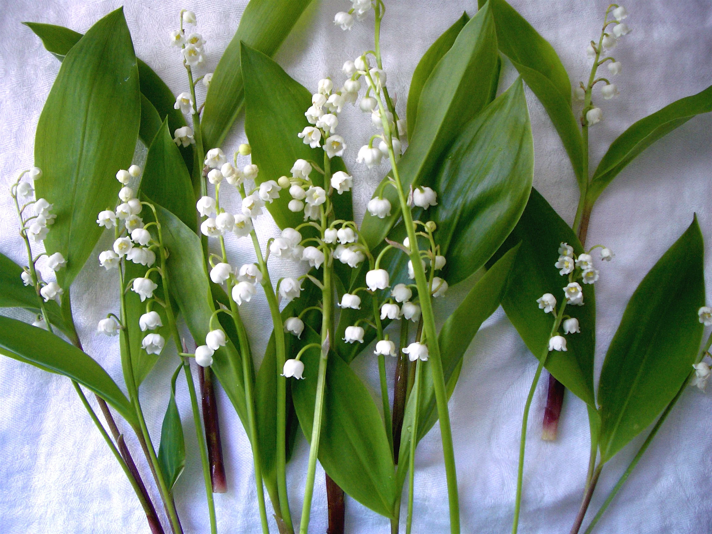 Muguet, lily of the valley. The inspiration for Début perfume. Photo: DelRae