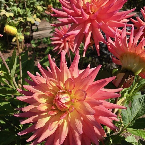 Golden Gate Park Dahlia garden