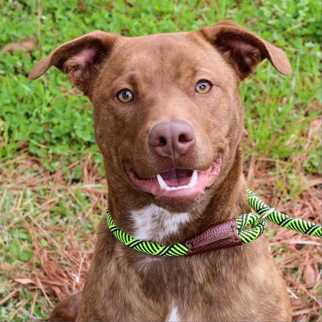 Over the weekend @apcomfort and I adopted this beautiful girl, Coco. She doesn&rsquo;t like TV, or loud cars, but loves walks and tennis balls. She is also a part time real estate agent, as you can see in the first photo. Really happy to be a part of