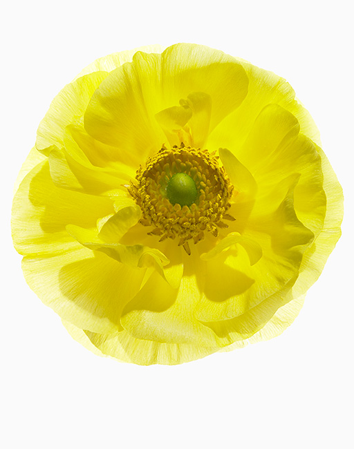 yellowflower.jpg
