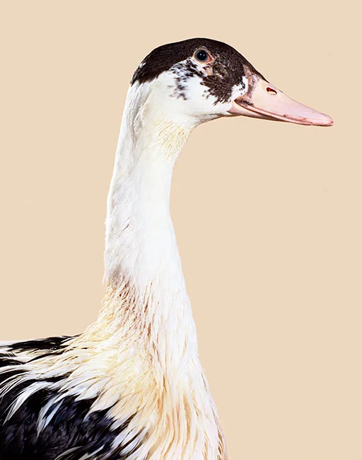duck.jpg