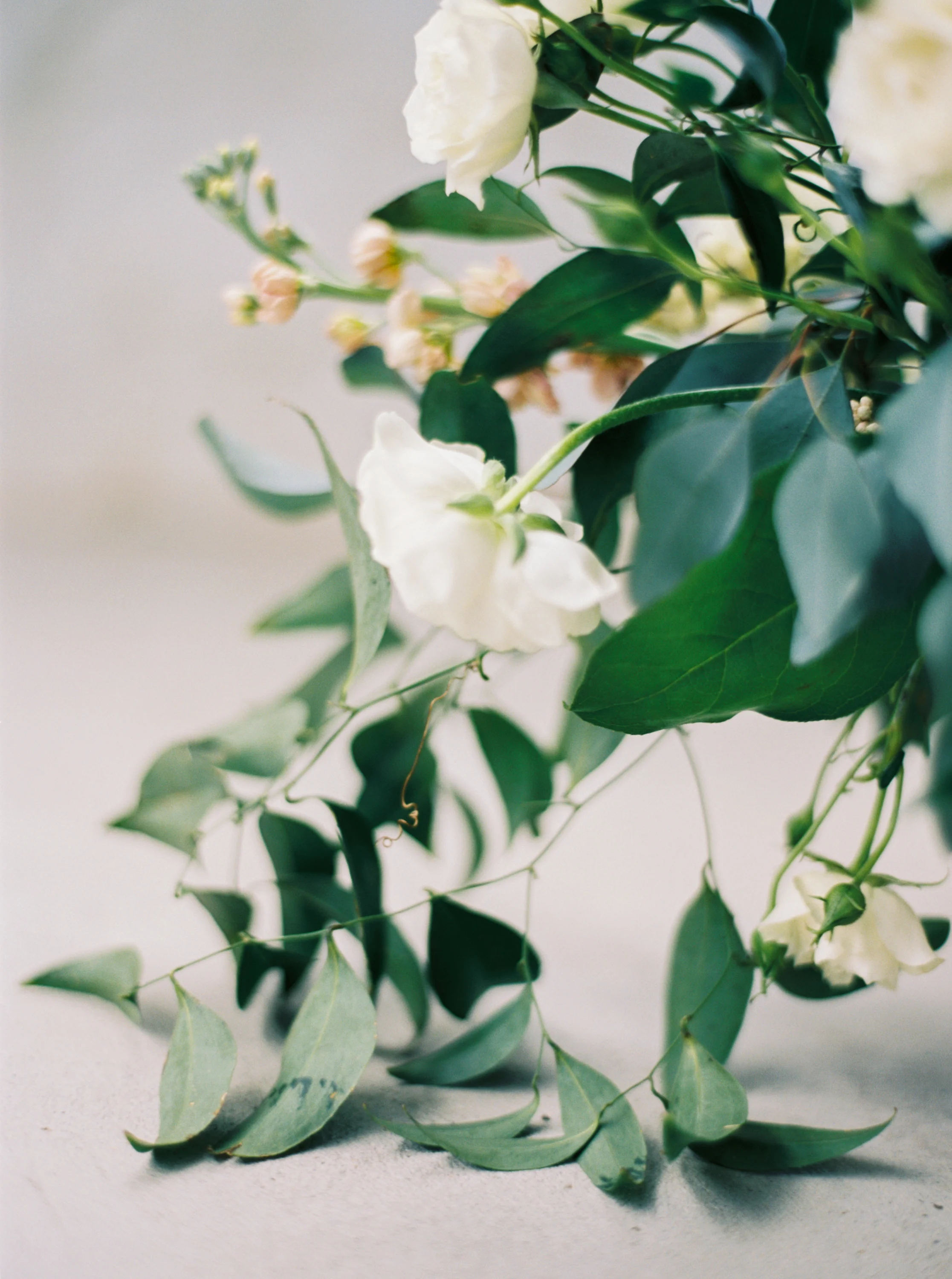 Flower Detail Photographer.jpg