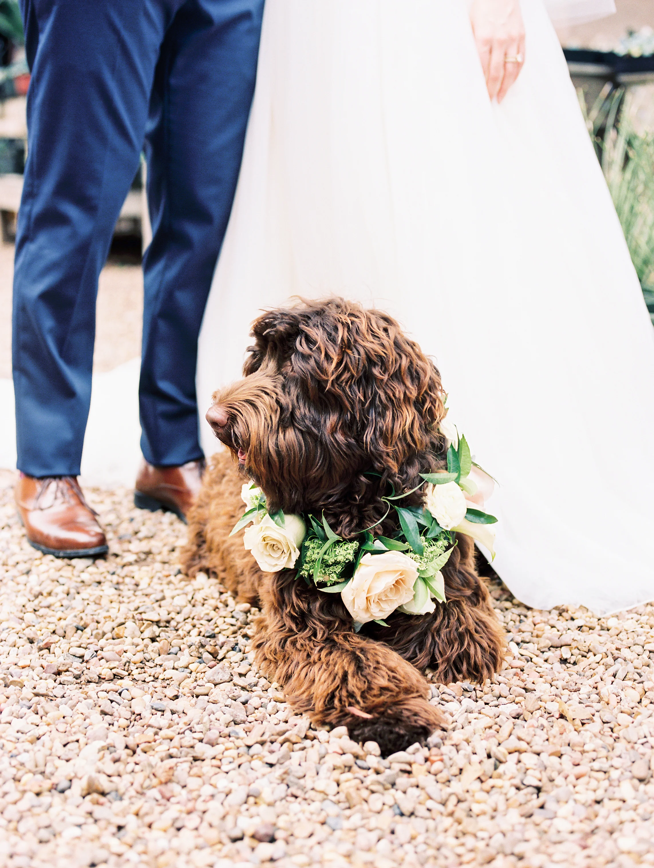 Dog collar Houston Texas Wedding and Event Designer Maxit.jpg