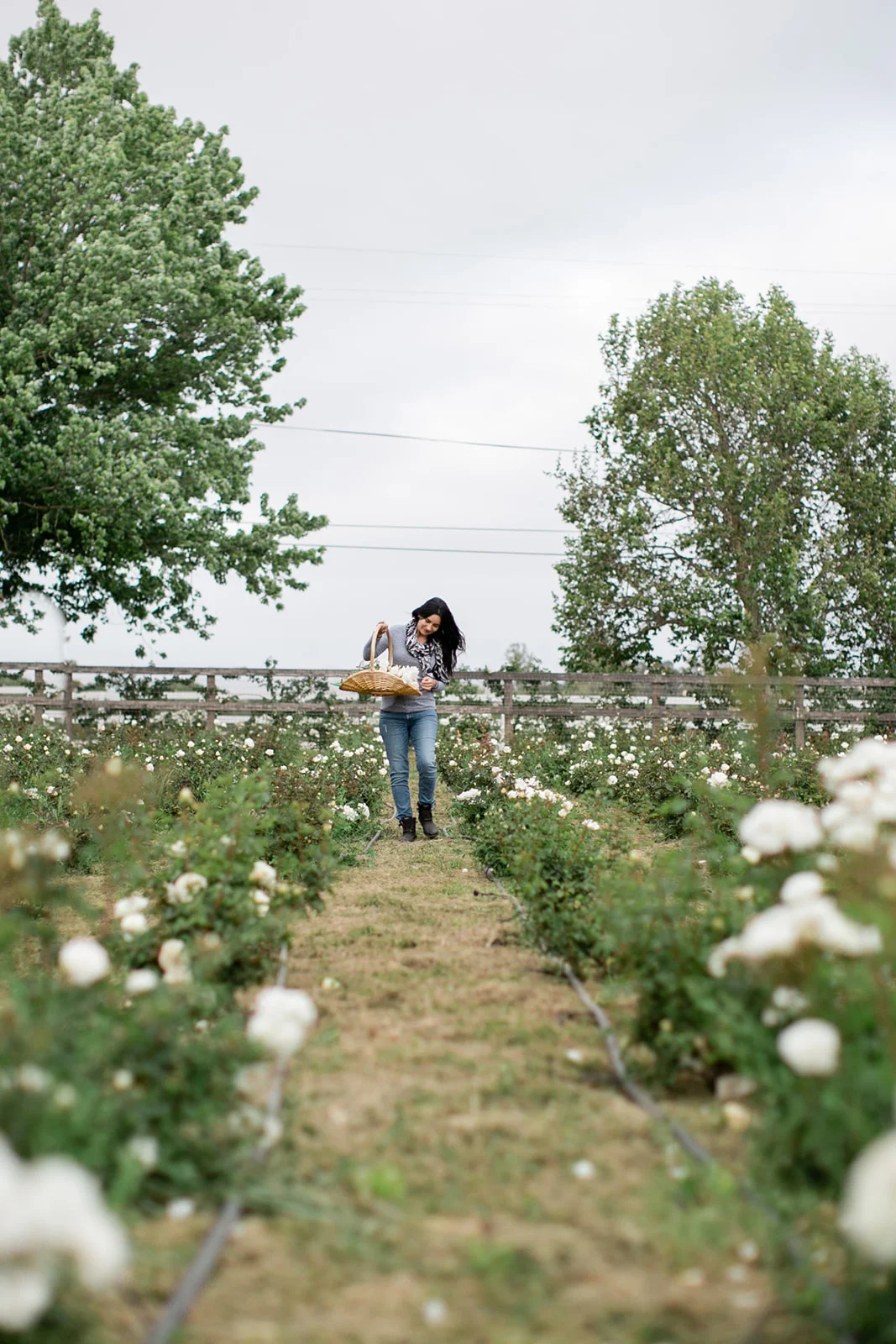 In_A_Field_Of_Roses_Grace_Farm_Maria_Maxit.jpg