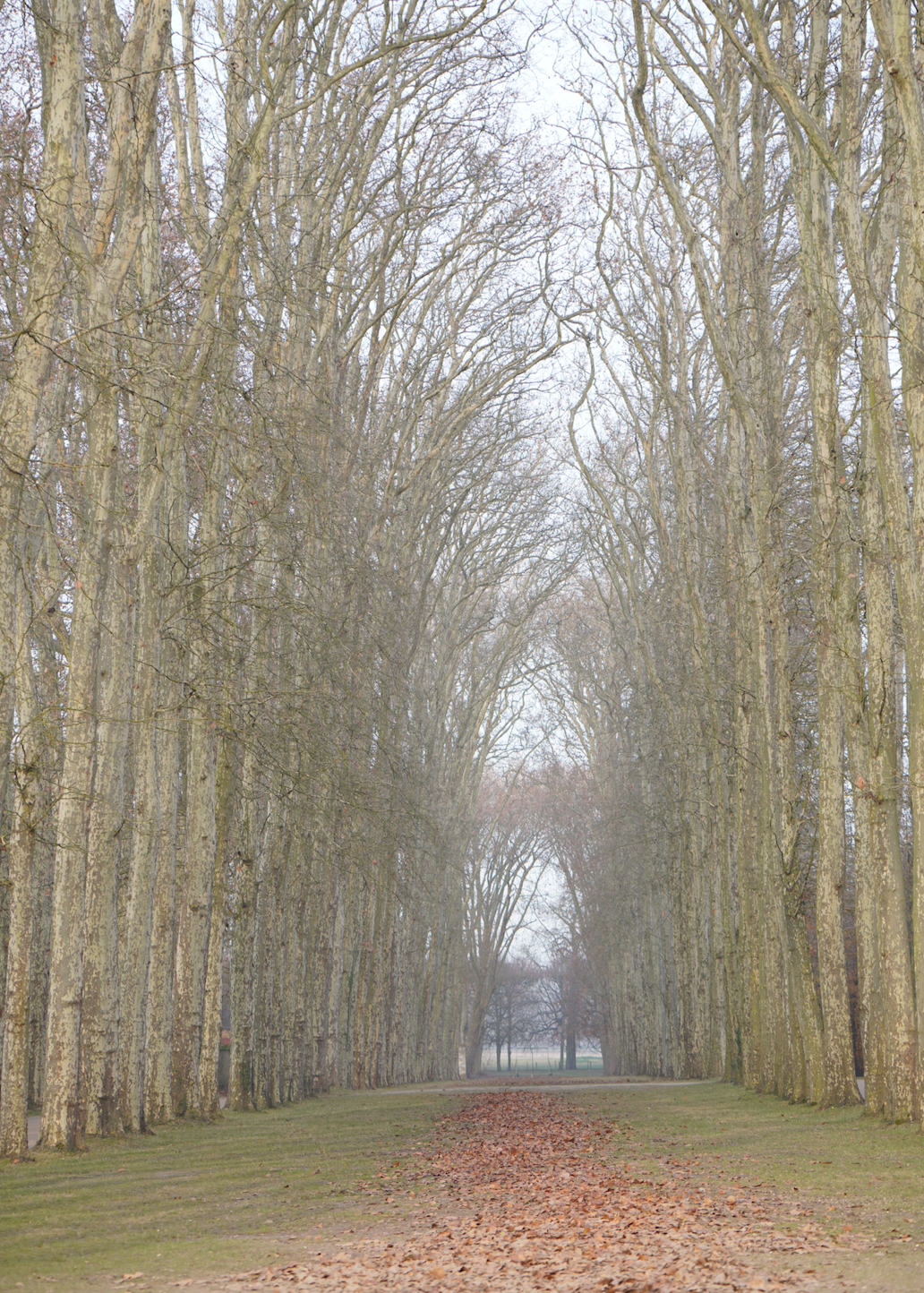 Versaille-Maxit-Photographer-Trees.png