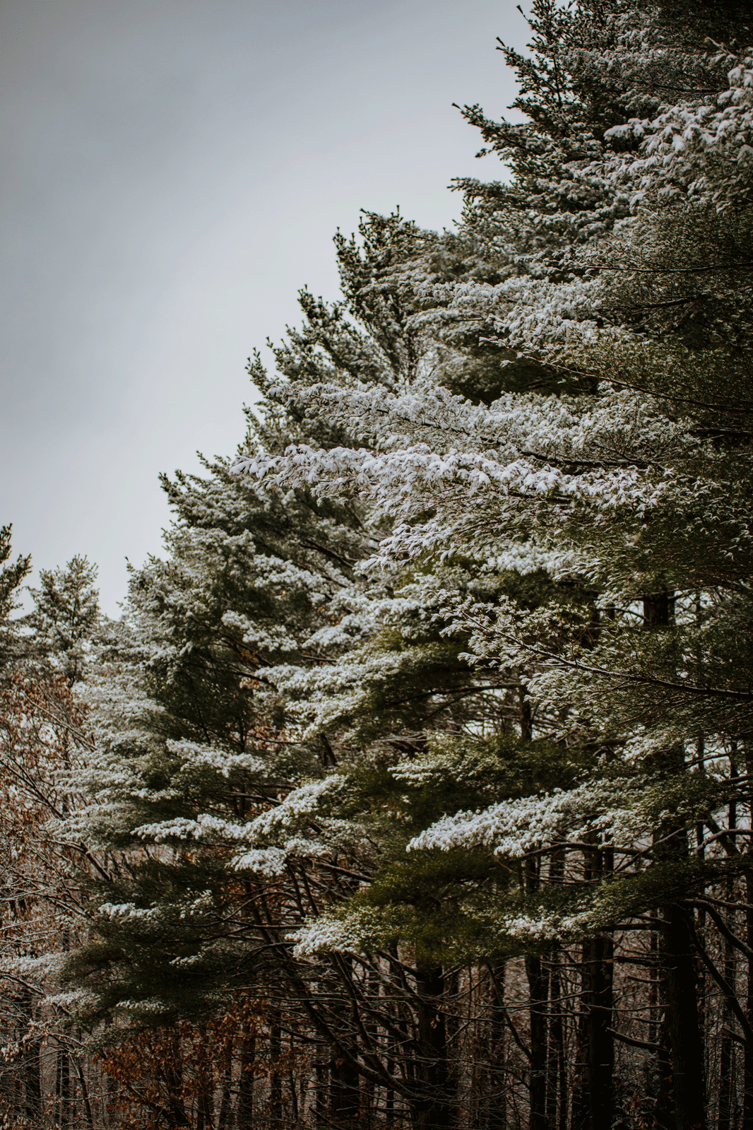Snow-3-(1).gif