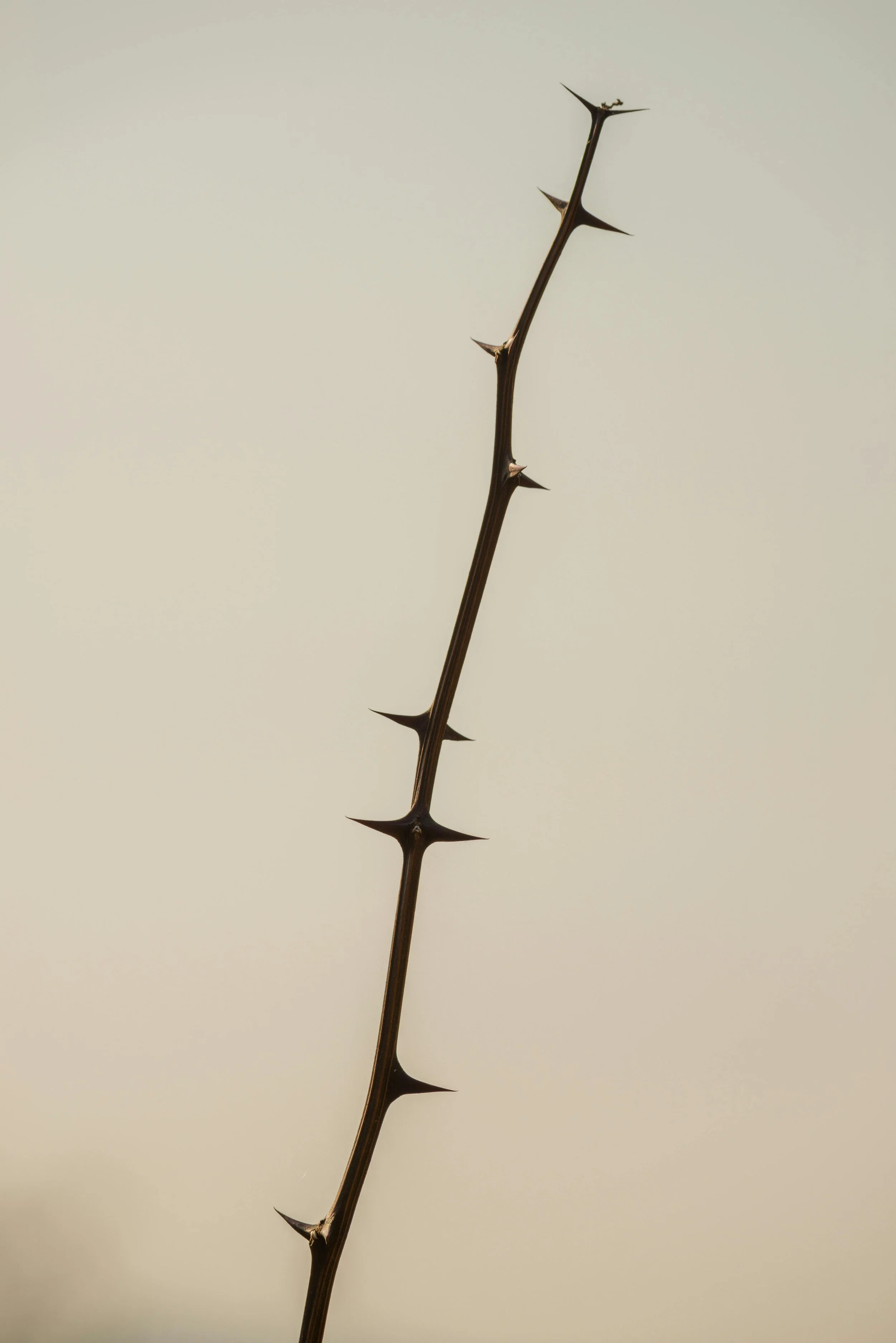 Leadership in the Age of Sarcasm, Irony, and Snark