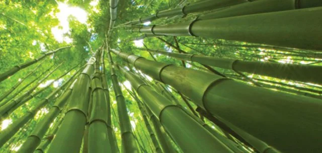 giant-bamboo-640x304.jpg