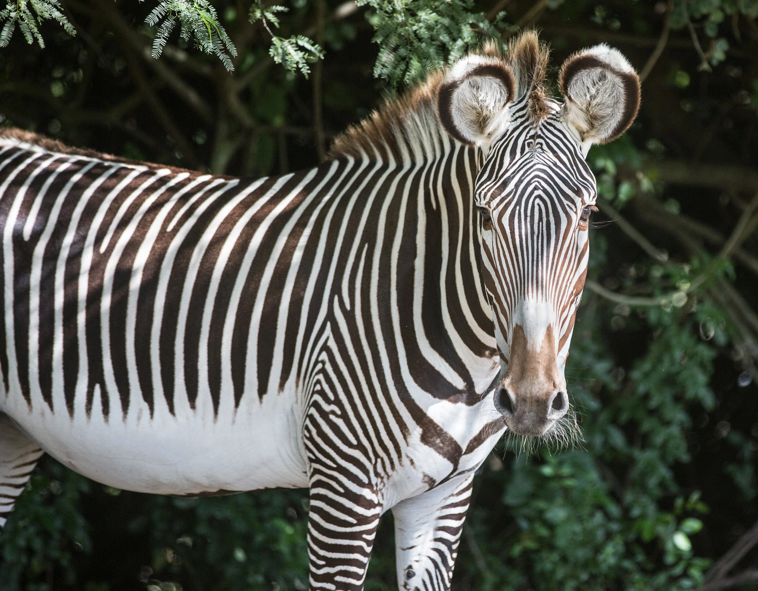 disney-animal-kingdom-zebras
