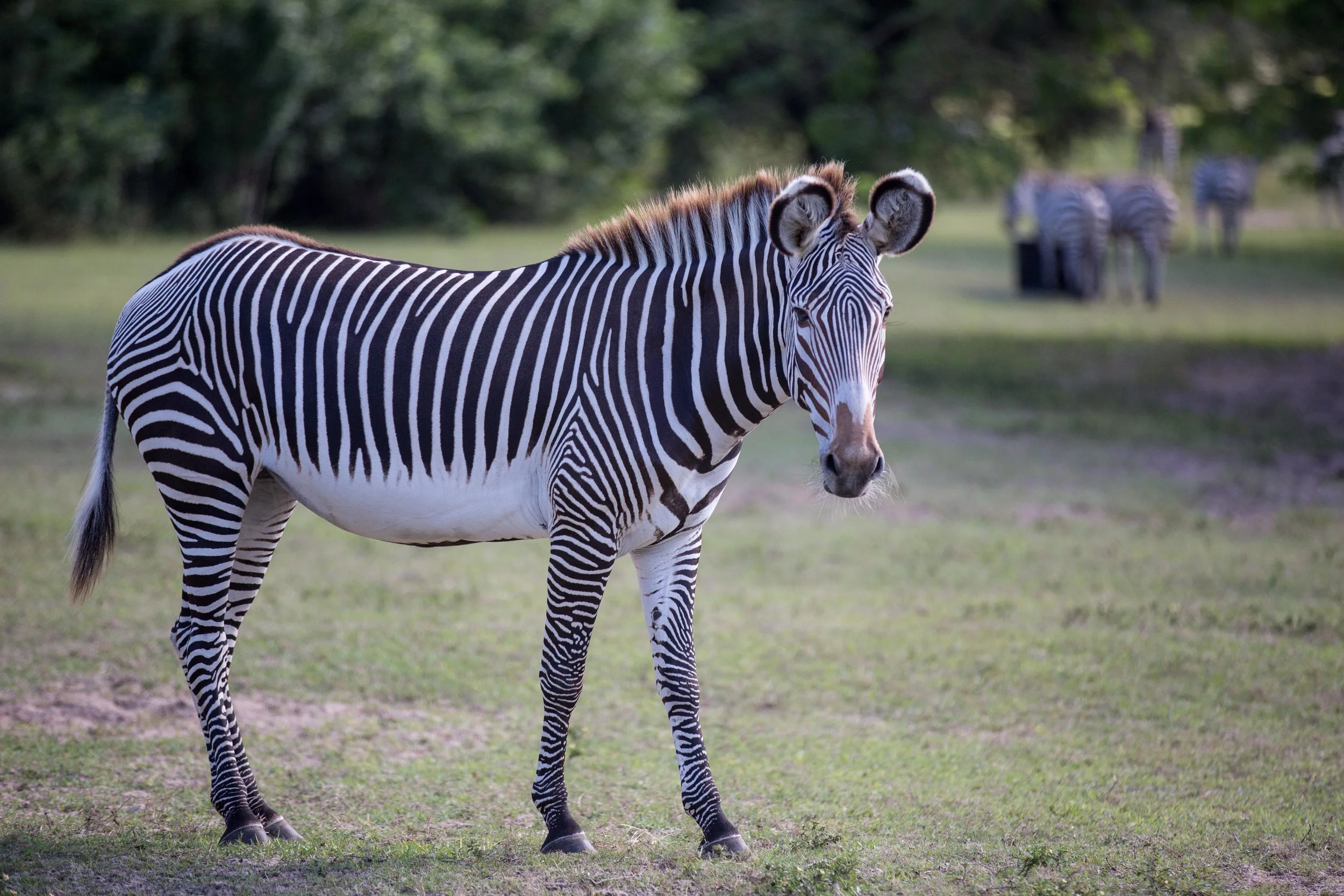 disney-animal-kingdom-zebras
