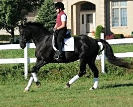 vienna canter.jpg