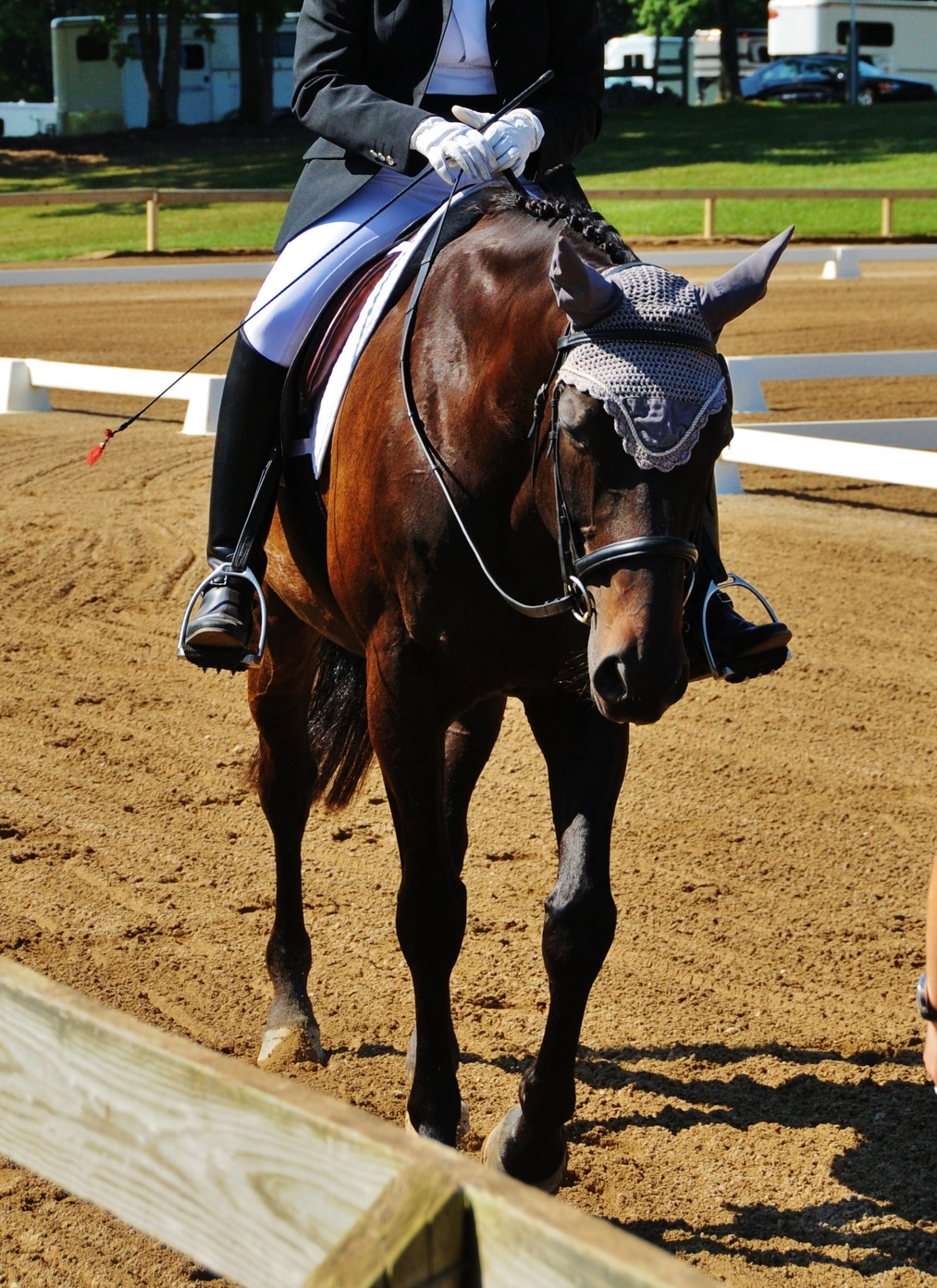 Noble after finishing a test at a horse show. 