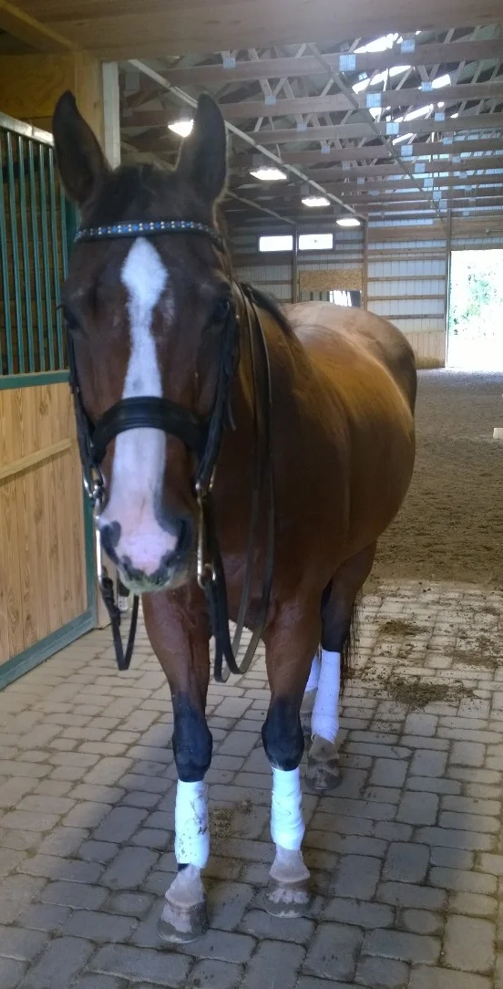 Reggie after a body clip and a ride. 