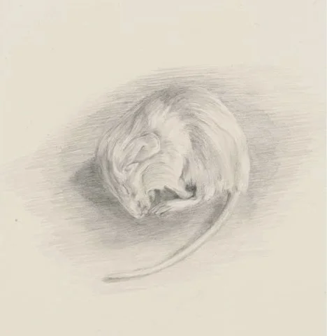 Mouse Drawing