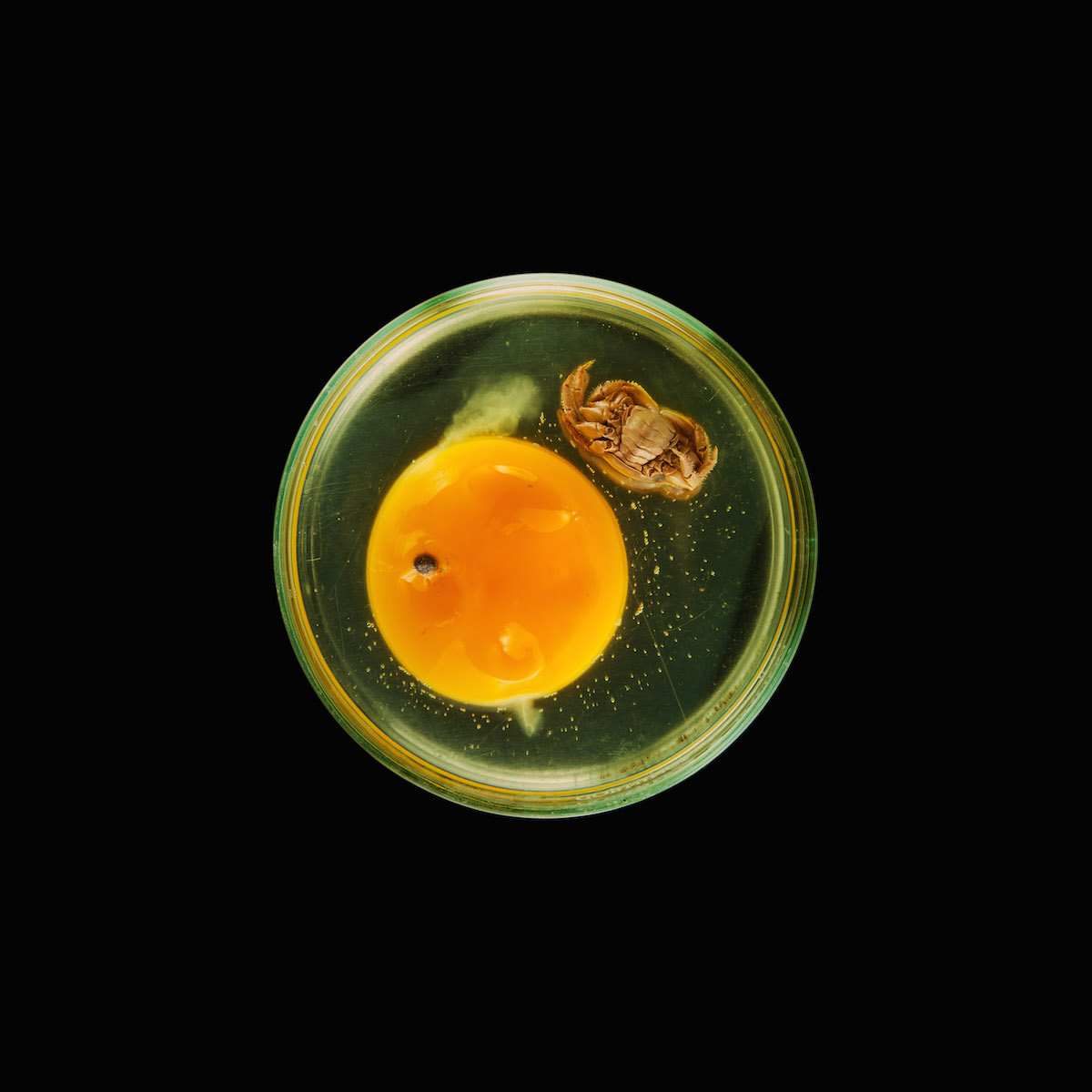 Suzanne Anker vanitas in a petri dish 01 copy.jpg