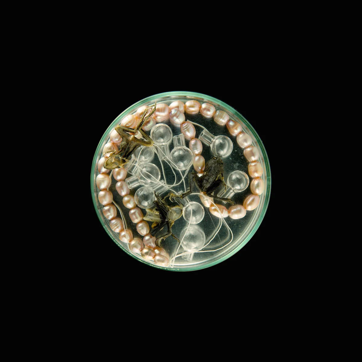 Suzanne Anker vanitas in a petri dish 02 copy.jpg