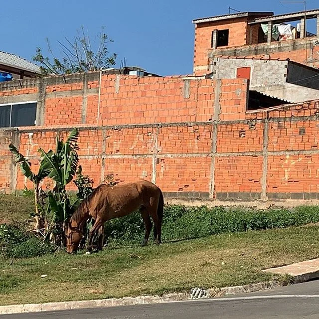 The horse by Cae's grandmother's house is unimpressed with the corner supermarket's daily sales. #plantbased #imgood