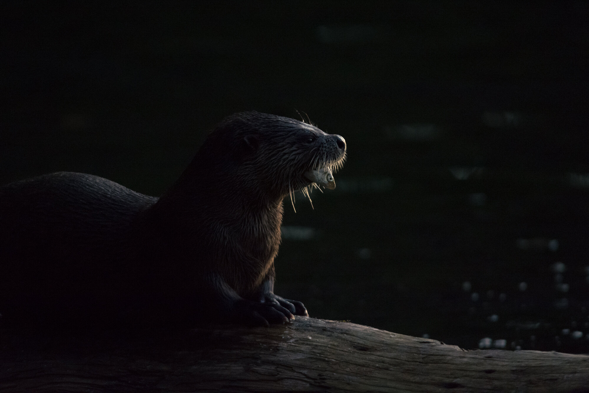 North American River Otter