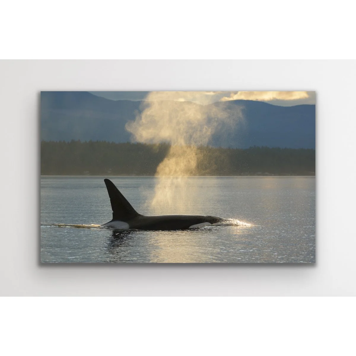 Canvas Prints
