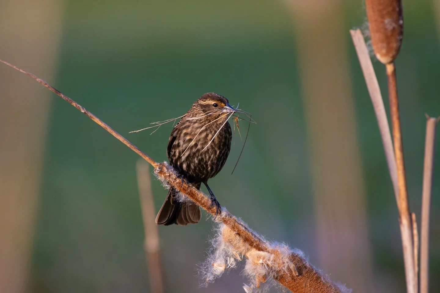 I did a fun poll recently on my stories where I asked: what bird reminds you the most of spring?
Roughly 75% of those who responded said &ldquo;Red-winged Blackbird&rdquo;, which I loved, because they are one of my favourite reminders of spring as we