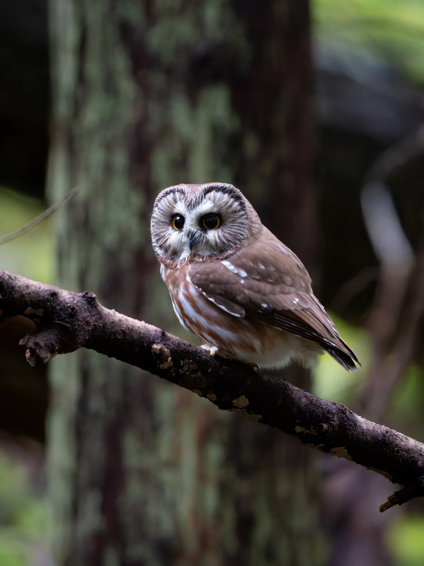 Another one of this sweet little forest angel from the other night🥹🌲💛
Being able to watch a saw-whet hunt for this long after they leave the roost is rare, and I could never get tired of it! They are so tuned-in to their surroundings, and so good 
