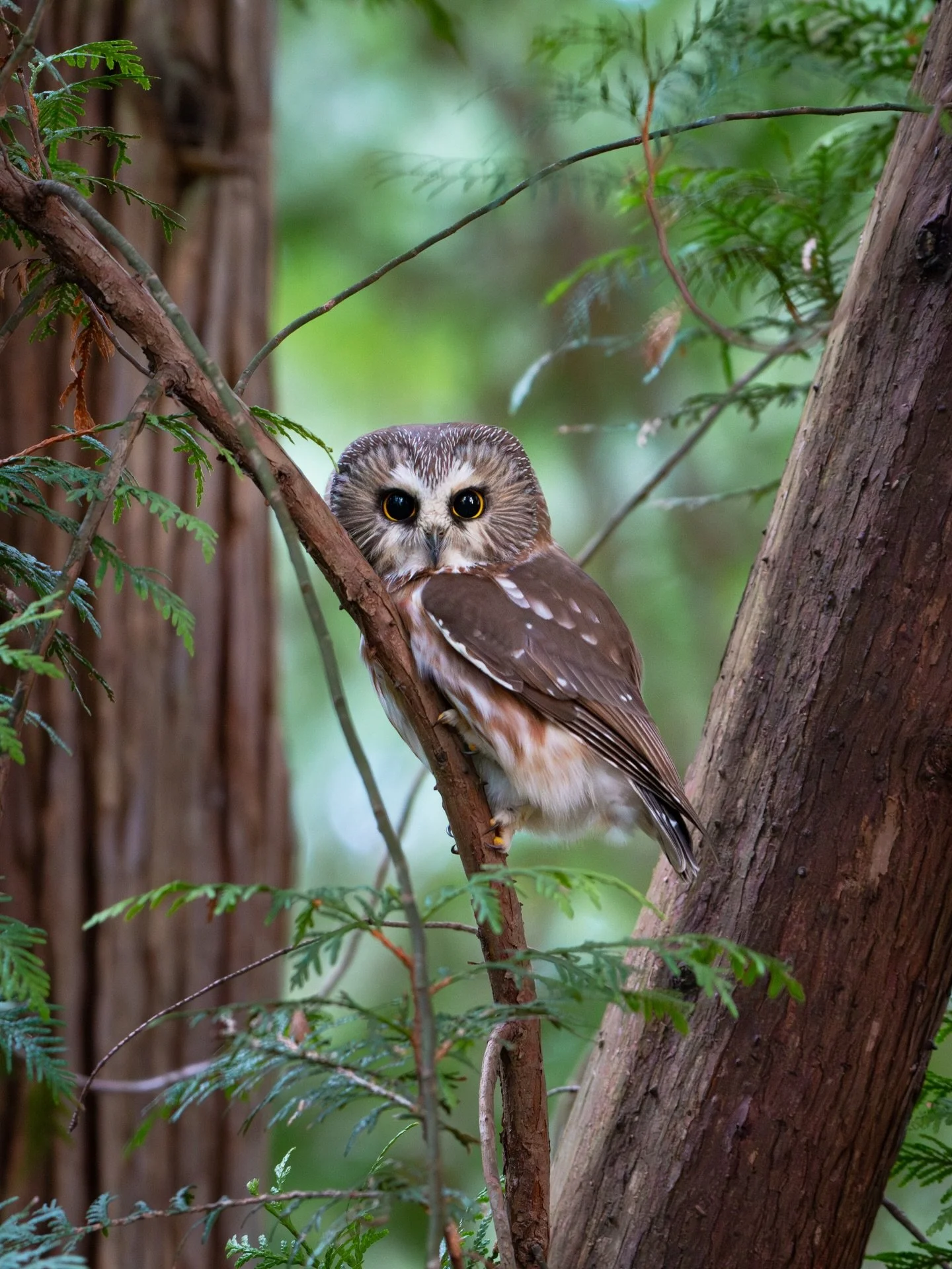 Last night was awesome!🤗🦉✨
This was the 82nd Northern Saw-whet Owl I&rsquo;ve found since I started a fun project observing and studying these owls back in April of 2024. It&rsquo;s an endeavour that has brought a lot of joy to my life, as well as 