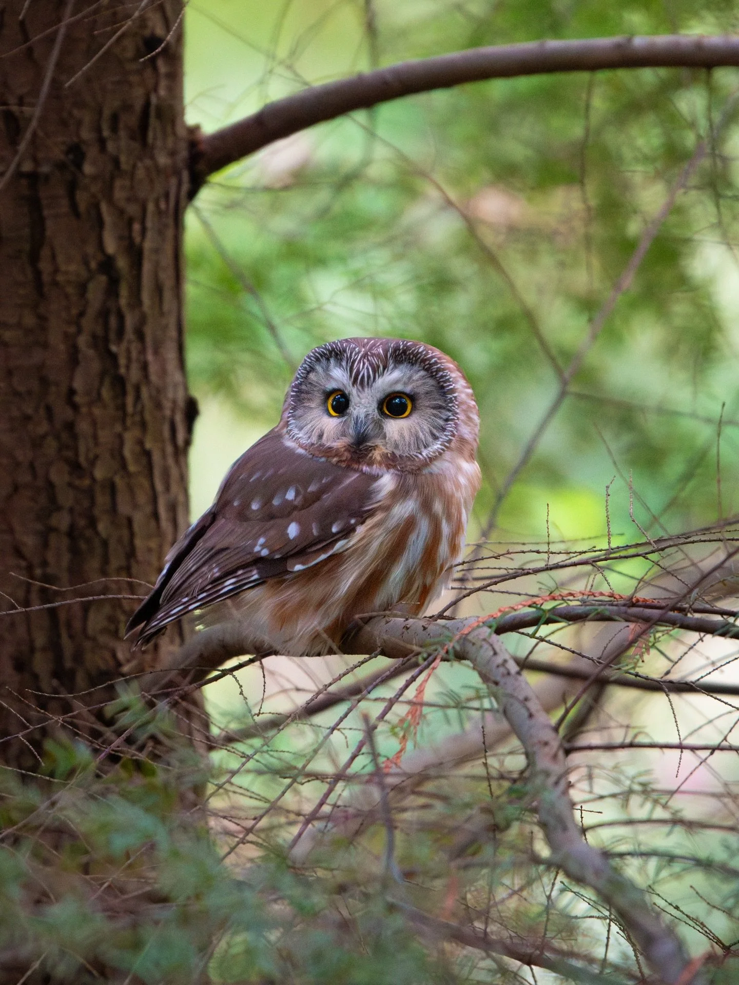 About last night🥰🦉🔎
83 and counting! I&rsquo;m gunna have a party when I hit 100.