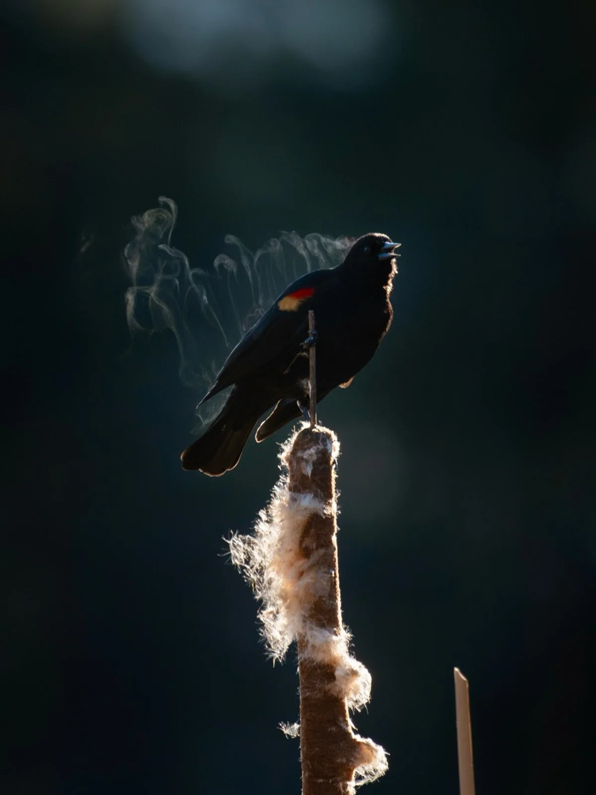 .
Your breath moves out to the air
like calligraphy on a page
that&rsquo;s yet to tear
I&rsquo;ve been afraid of the blank slate before me
Your song plays the notes 
Can&rsquo;t help but want them all to adore me
Never the way I imagined it unfolding