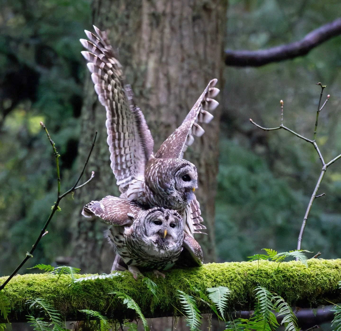 It&rsquo;s that time of year 🐦🐝

When I took this photo I didn&rsquo;t think that it was &ldquo;good&rdquo; enough to post&hellip;but what the heck, it&rsquo;s a pretty cool moment, so I&rsquo;m sharing!
Two Barred Owls mating in early spring.