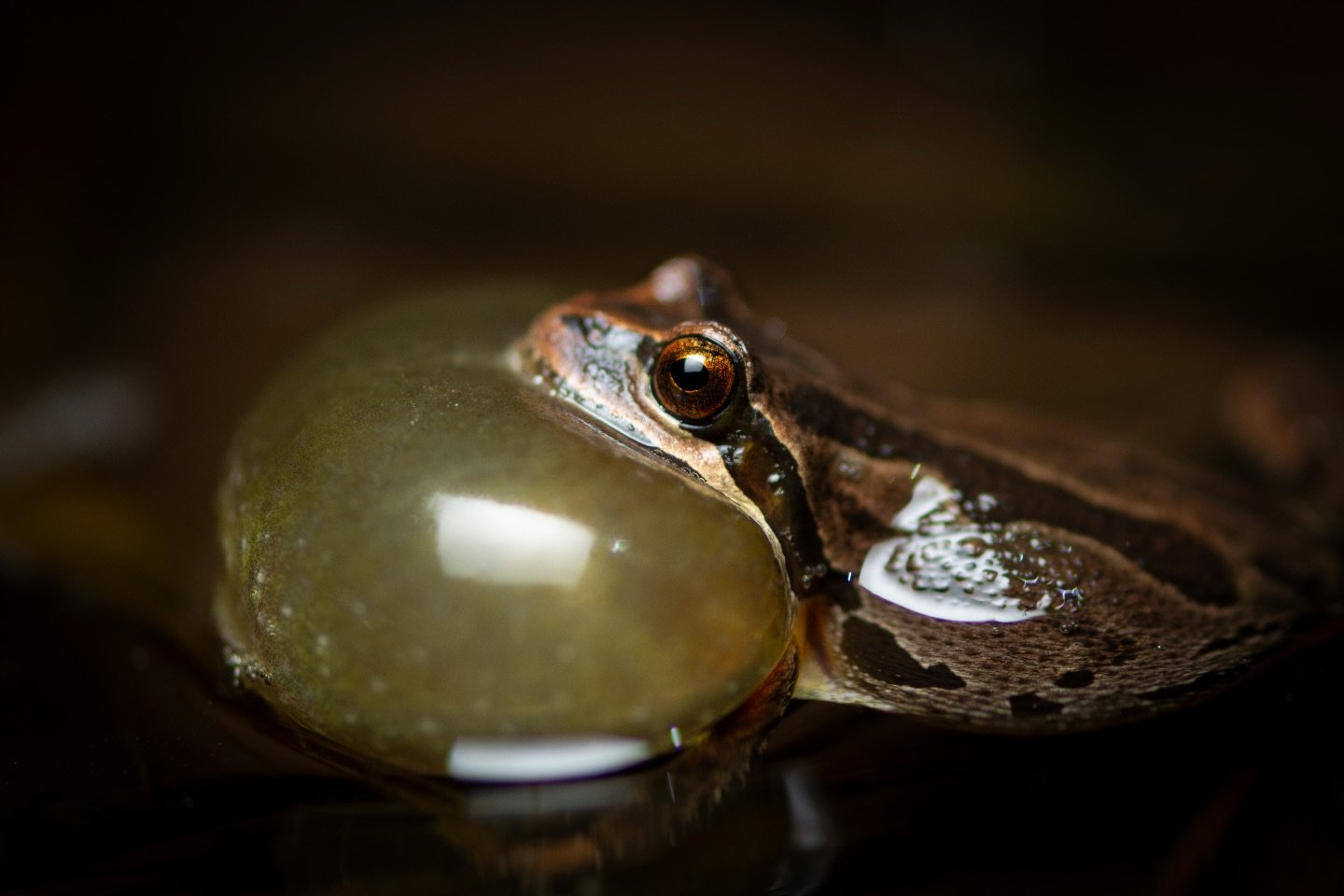 Happy Spring Equinox✨💛 
Early spring is breeding season for Pacific Chorus Frogs! They can be heard singing in unison to attract females and are extremely loud for how small they are! This guy was found in a roadside ditch, or &ldquo;ephemeral&rdquo