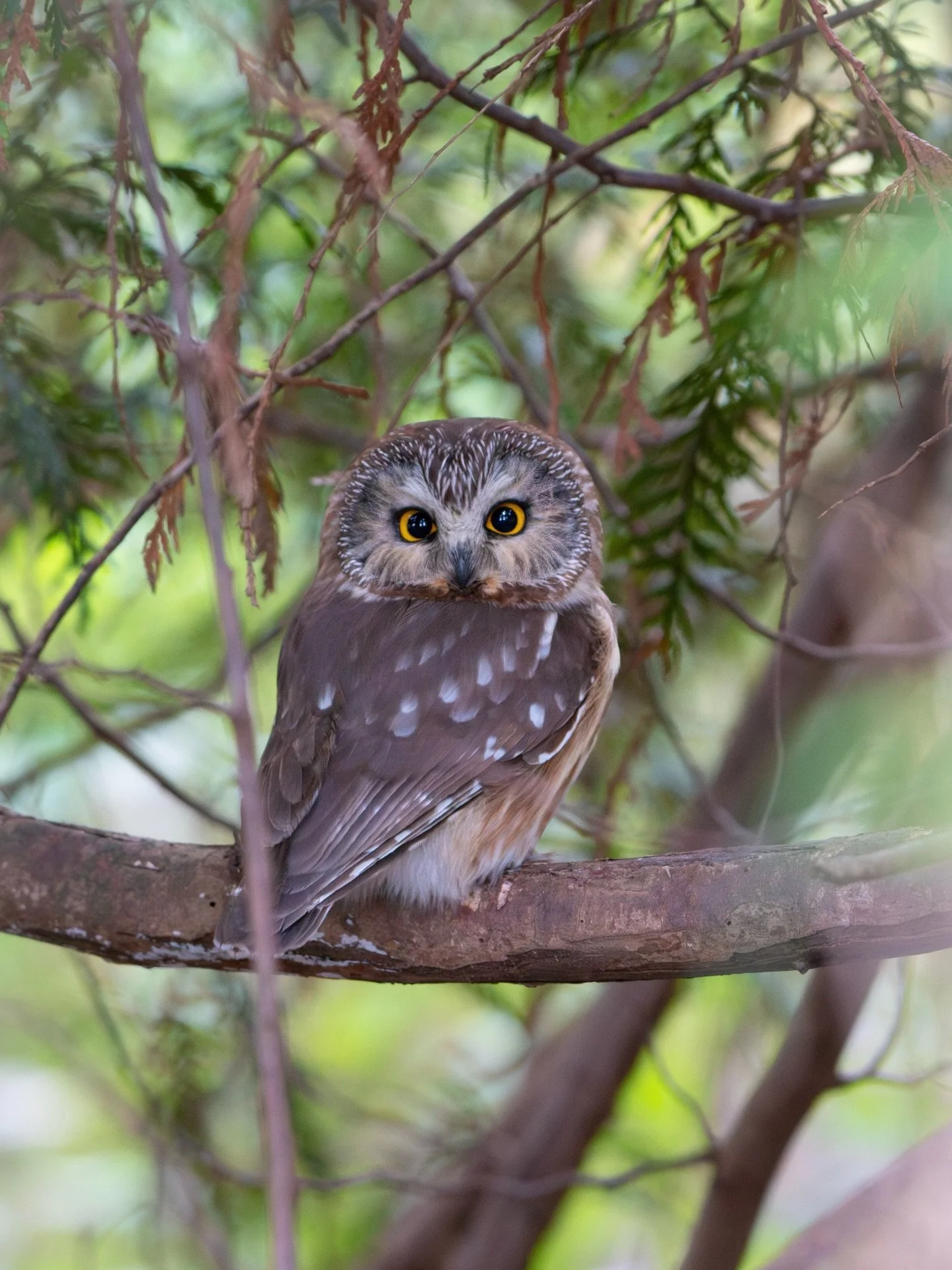 A nice little portrait of my sweet friend Boba-Whett waking up last night.🤗🥰
They are so cuuutttteeee! I&rsquo;ve been seeing this owl consistently now for a few weeks. I can tell it&rsquo;s the same owl based on their roosting pattern, as well as 