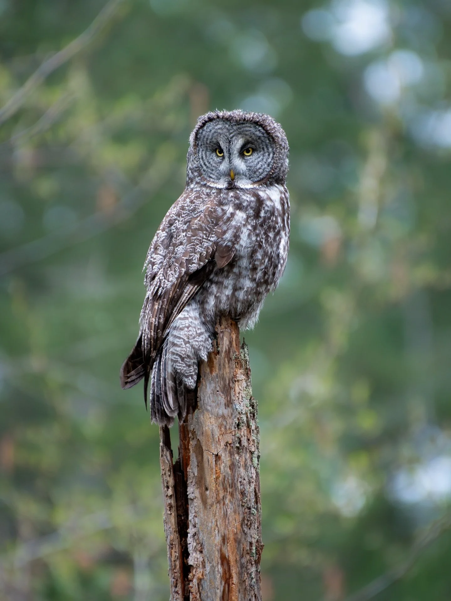 A beautiful Great Grey Owl from last spring✨💛🌱