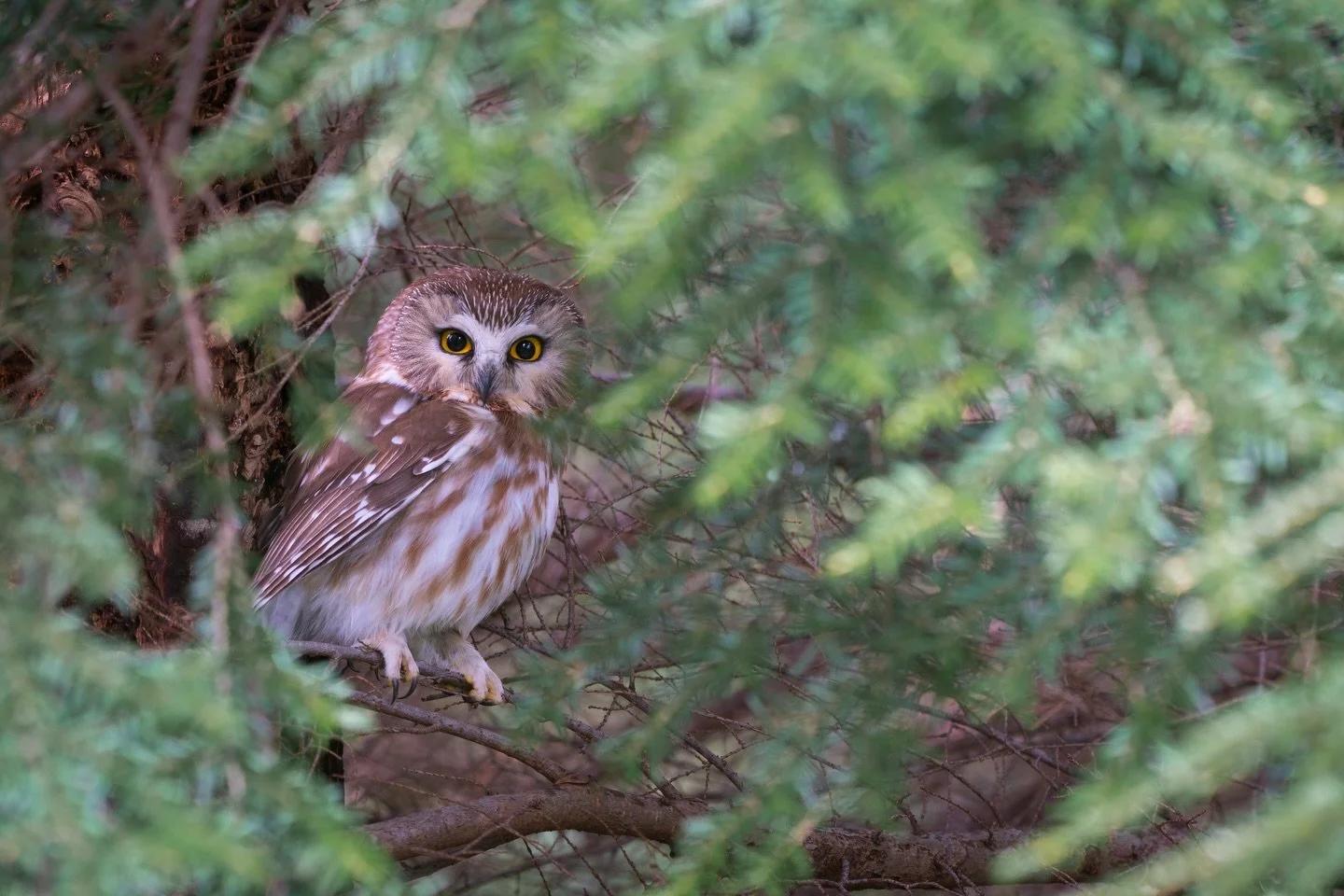 A Notthern Saw-whet in a western hemlock tree on a verrryyy windy day💨🍃 
This was a cool moment, as I could just get a little window of view depending on where the wind blew the branches around. The wind was blowing so hard it was keeping this owl 