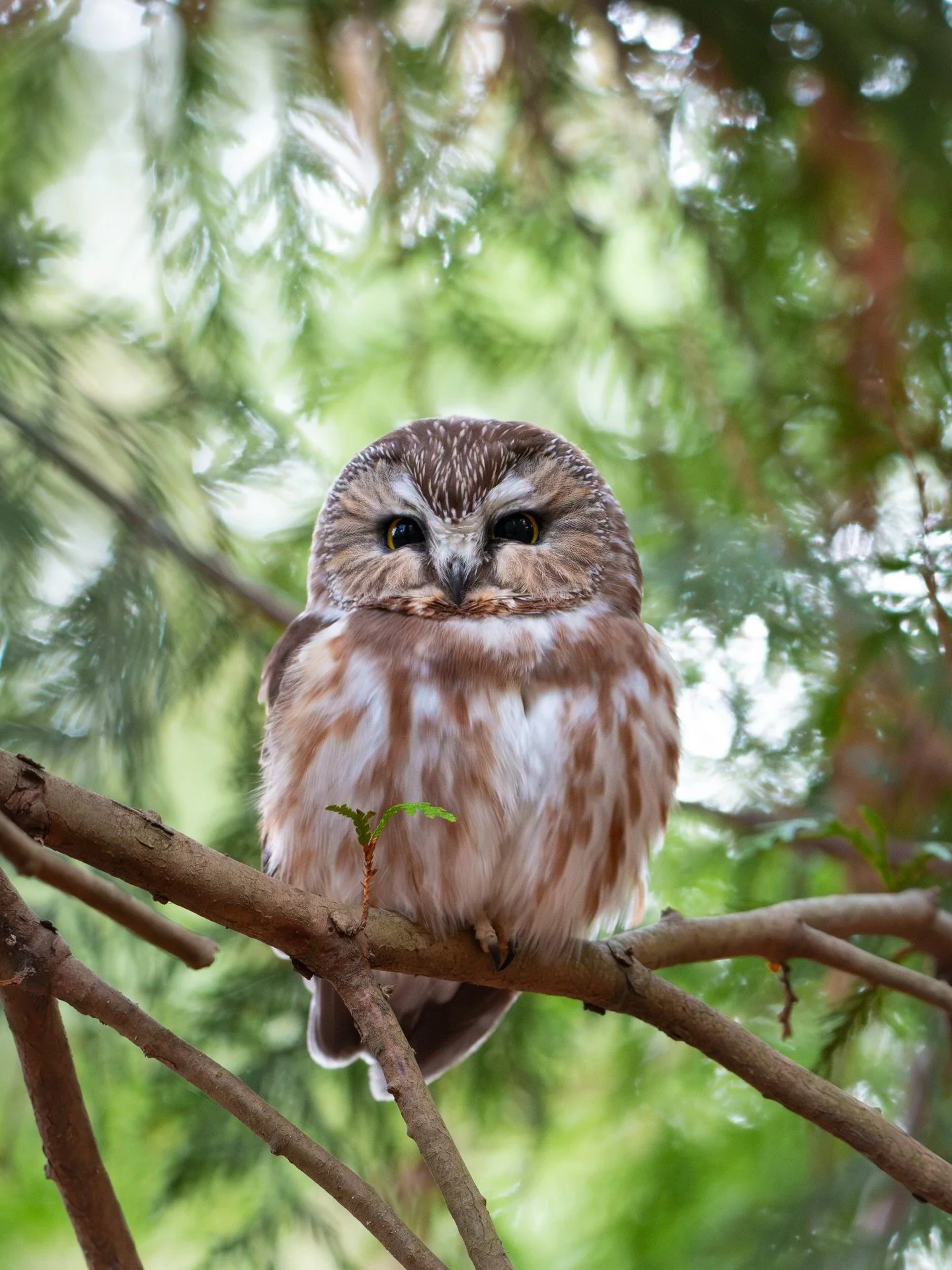 Another wonderful evening watching my darling Boba-whett wake up!💛✨
Boba is a very sweet little Northern Saw-whet Owl that I have had the immense pleasure of being able to observe over the past month. I was definitely seeing more than one saw-whet t