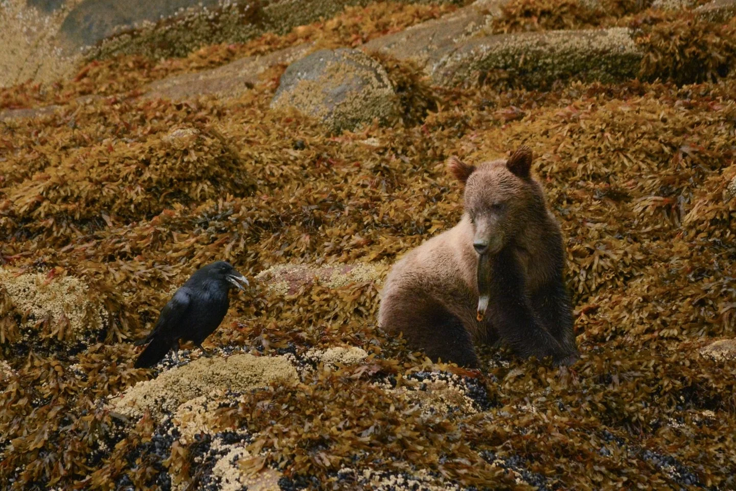 Apparently it&rsquo;s National Bear Day today, so I&rsquo;m sharing one of my favourite moments from my experiences working as a grizzly guide up in Knight Inlet.
This was such a special moment to witness!
Ravens will often follow coastal bears aroun