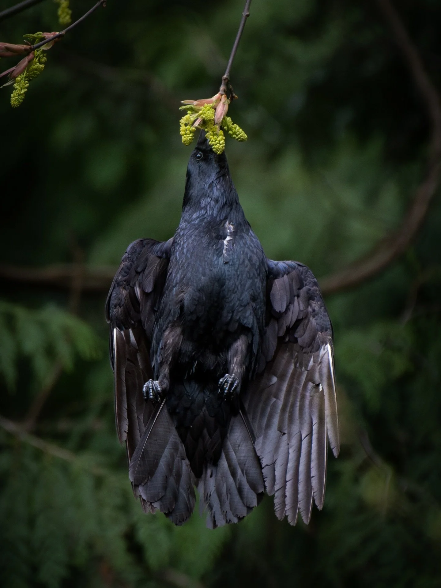A Common Raven hanging (literally) from a big leaf maple flower.🐦&zwj;⬛🍃🍁
Genuinely one of the coolest bird behaviours I&rsquo;ve observed! I&rsquo;ve really never seen anything like it before&hellip;
I spent the day yesterday walking around with 
