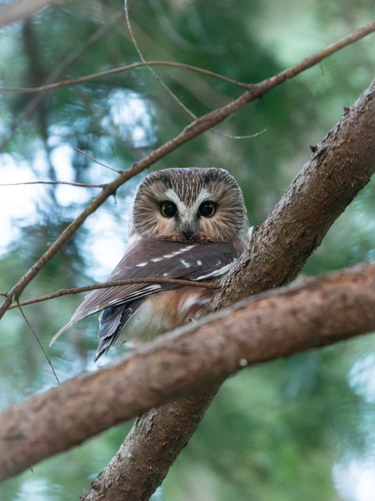 Hope everyone is having a lovely long weekend☀️🌷
Here&rsquo;s a surprise Saw-whet that I found last night! I say &ldquo;surprise&rdquo; because I usually stop seeing them around this time of year, as they either leave the island where I live during 