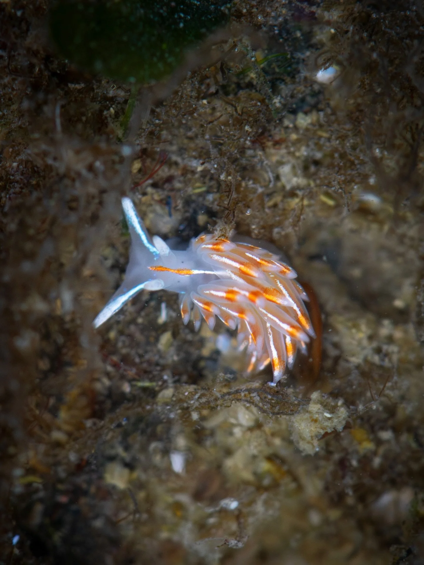 YASSS, I DID IT!! 🎉 
I finally found a nudibranch on Bowen that&rsquo;s not a sea lemon (no offence to lemons, I love them too). I found 2 Thick-horned Nudibranchs today in the low tide pools! They were both extremely tiny and I had to search for a 