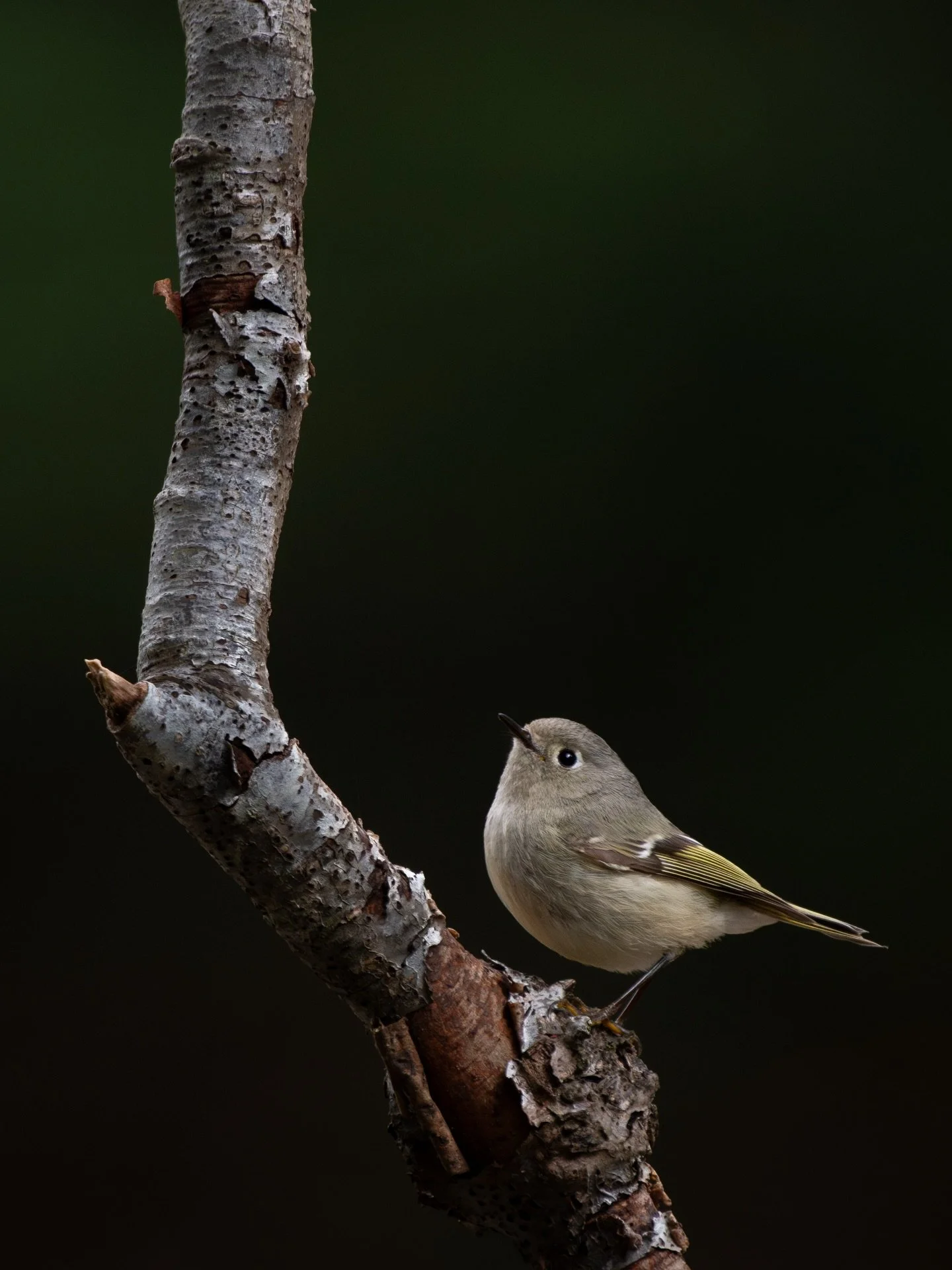 The Ruby-crowned Kinglet ❤️✨
An underrated gem of the bird world. Also soooo challenging to photograph haha, they never stop moving! Love them🥹