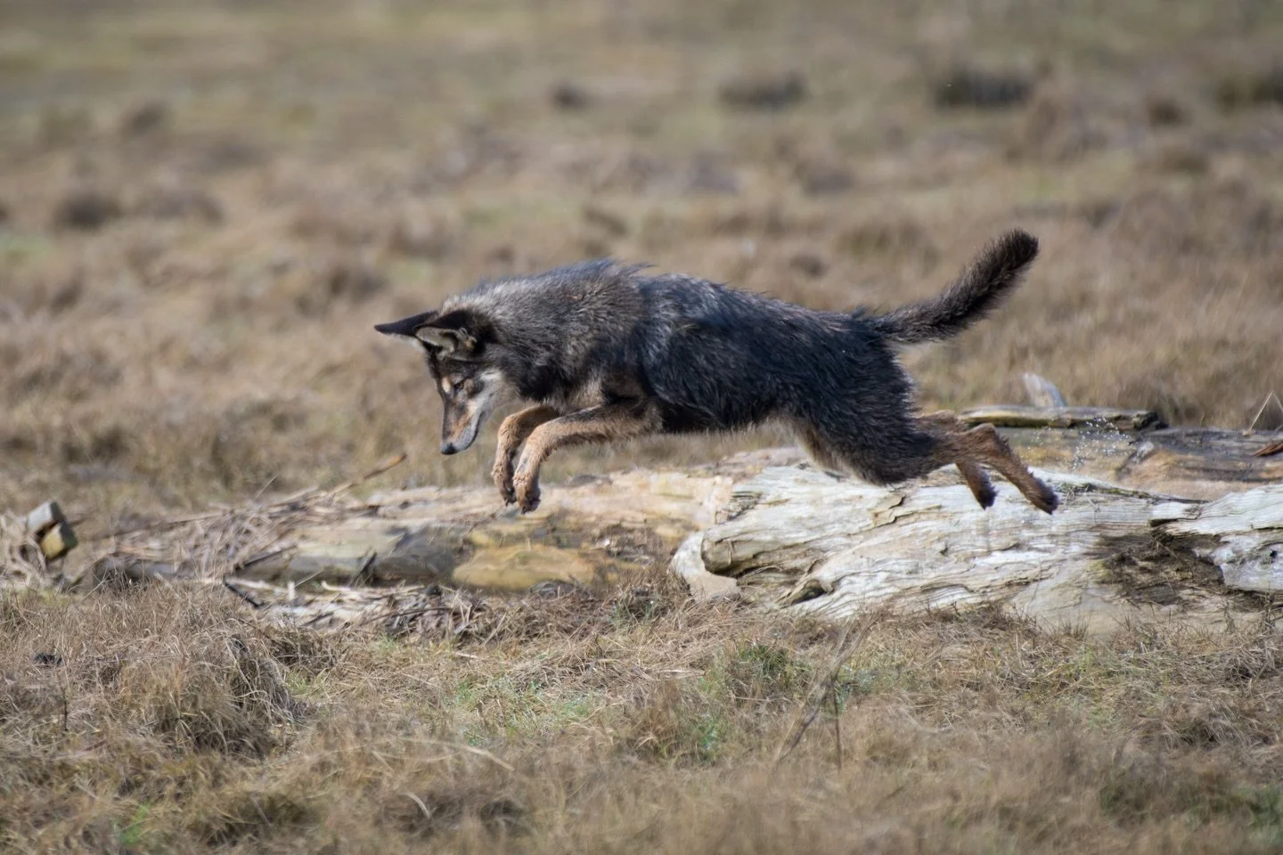 A striking melanistic Coyote mid-pounce, hunting for holes in the salt marsh✨