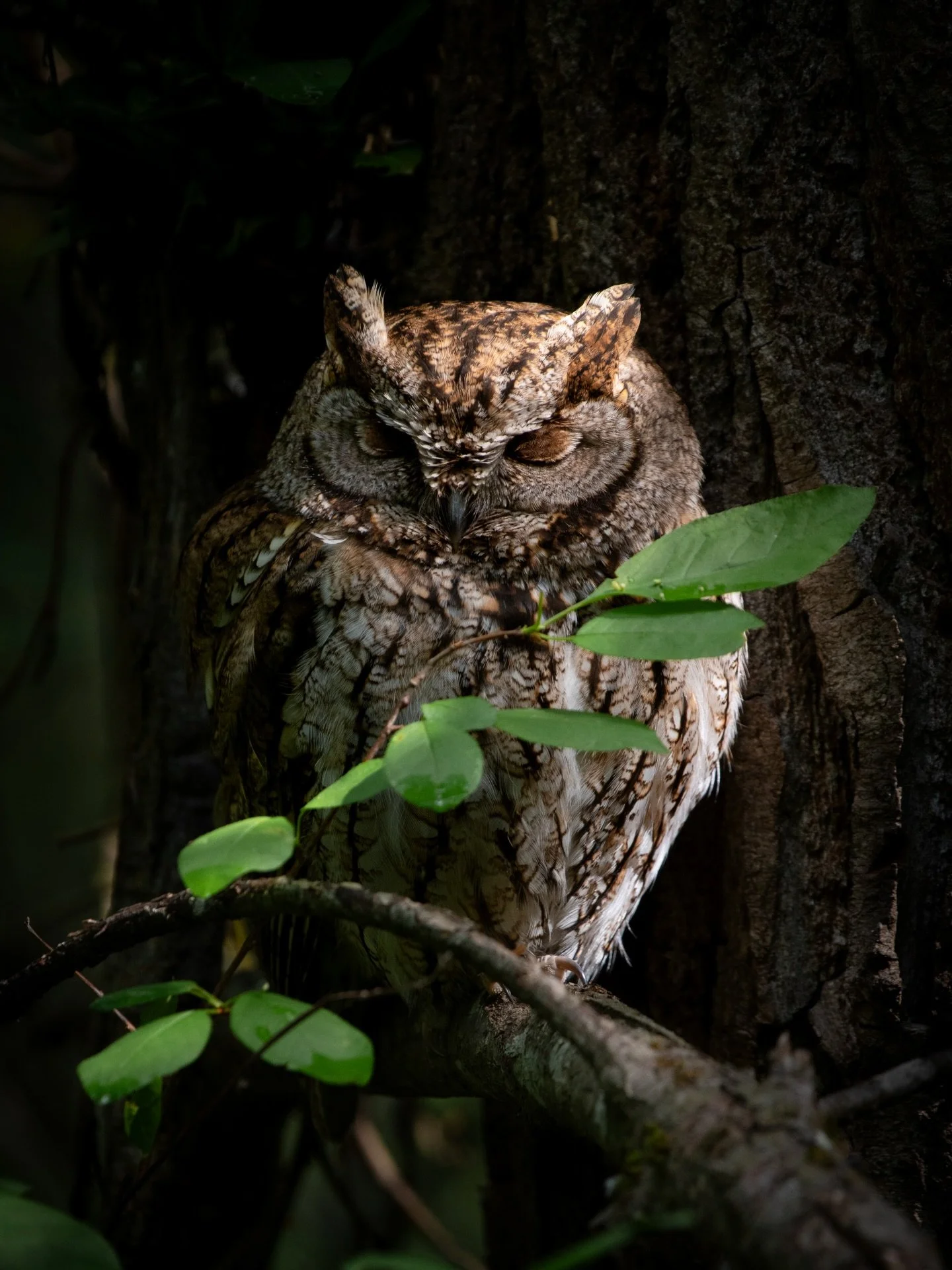 A male Western Screech Owl sleeps soundly in his day roost against the base of a large black cottonwood tree in British Columbia&rsquo;s southern interior.✨

I love this shot, which really highlights how beautiful an owl can be when they are relaxed 