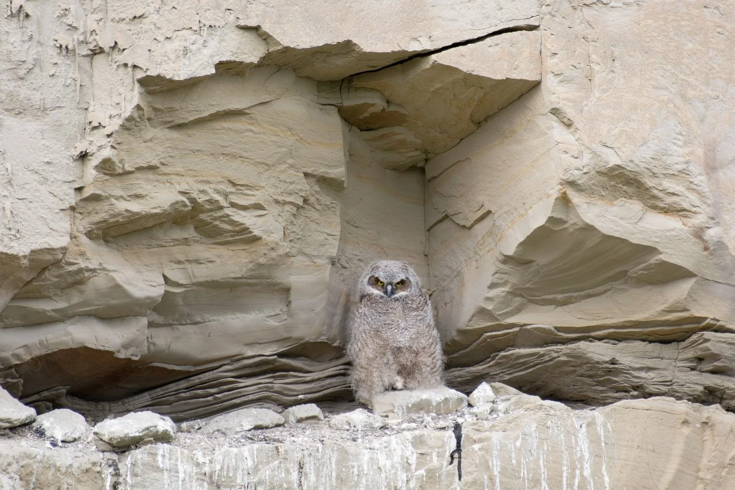 A Great Horned Owl baby blending in perfectly on the ledge of a sand cliff, in possibly one of the most epic nest sites of all time. #fremenowl #dunebutmakeitowls