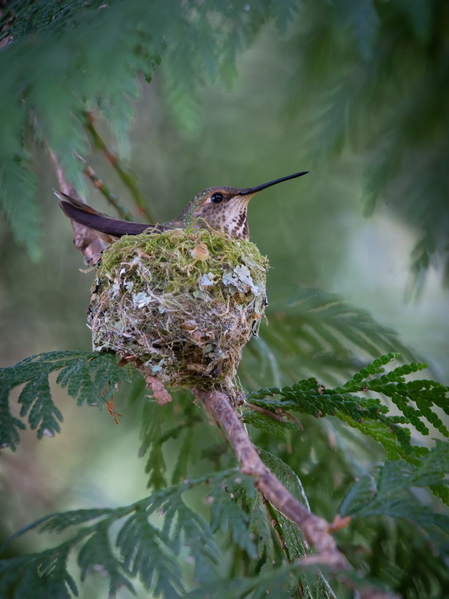 The most perfect little mama Rufous Hummingbird sits quietly on her nest, incubating her two white oval eggs.✨🥚🥚🪹

Eeeee!! I&rsquo;m so so so happy to have found a Rufous nest this year! They are such incredible birds, and it can be such a challen