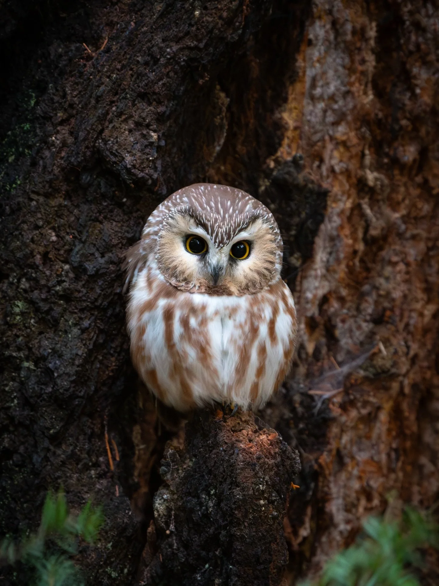 Well, that&rsquo;s a wrap for Saw-whet season until the fall for me!
Unless I get lucky and solve the maddening mystery of if there&rsquo;s any still hanging around the island I live on, or if they do all indeed move elsewhere to nest - then I likely