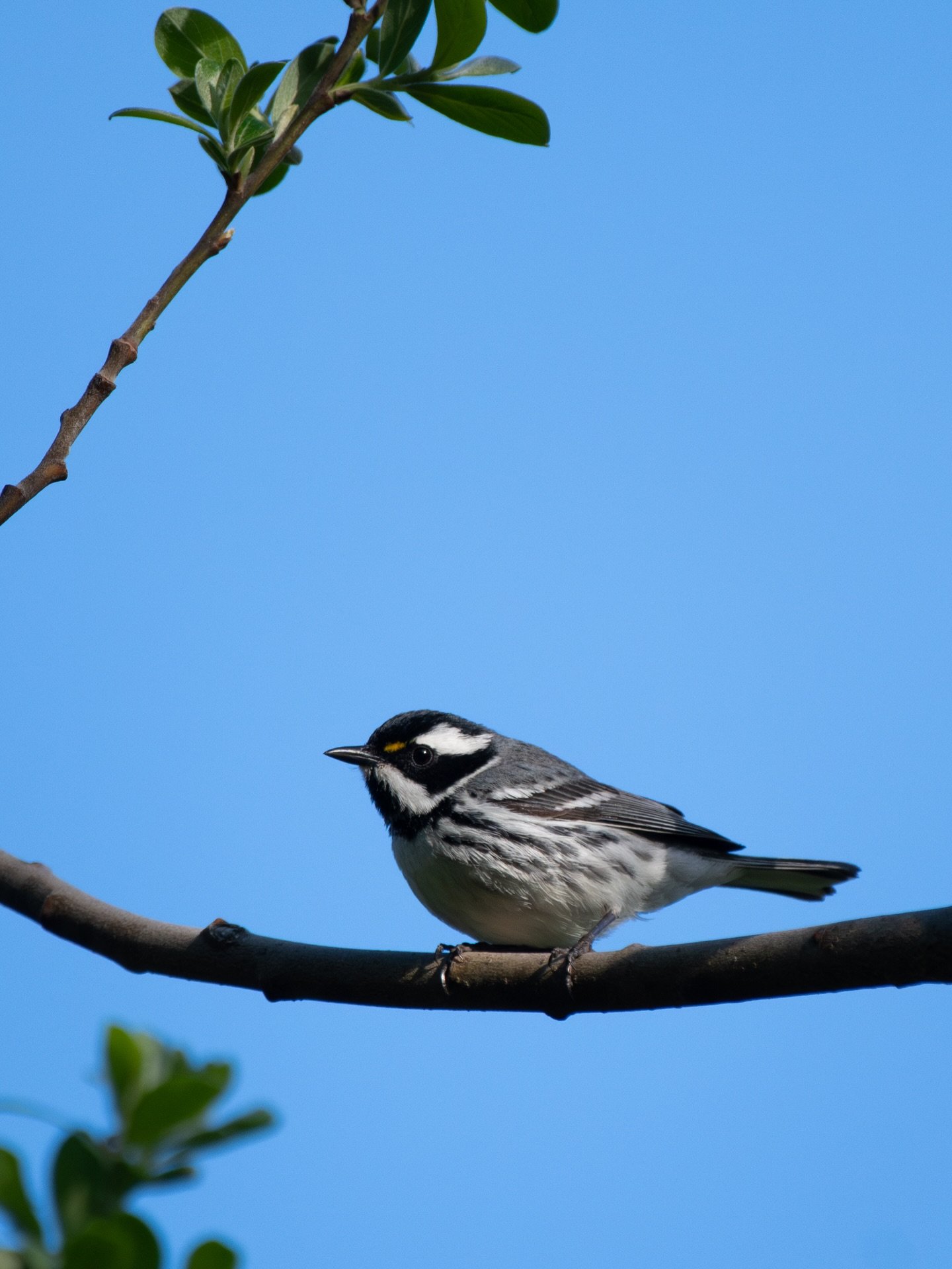 My Merlin &ldquo;Bird of the Day&rdquo; is a Black-throated Gray Warbler, which is fitting, because I saw my first one of the year today!🤗💛🖤🤍 
Yaaayyyyy warblers!